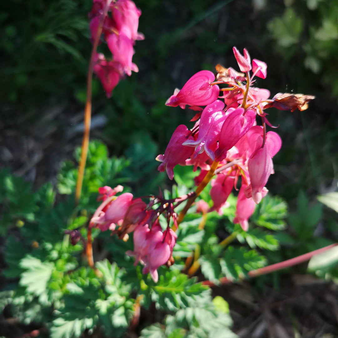 Dicentra formosa 'Luxuriant' ~ Luxuriant Bleeding Heart