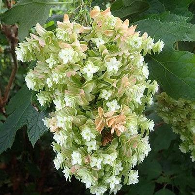 Hydrangea quercifolia 'Snowflake' ~ Snowflake Hydrangea