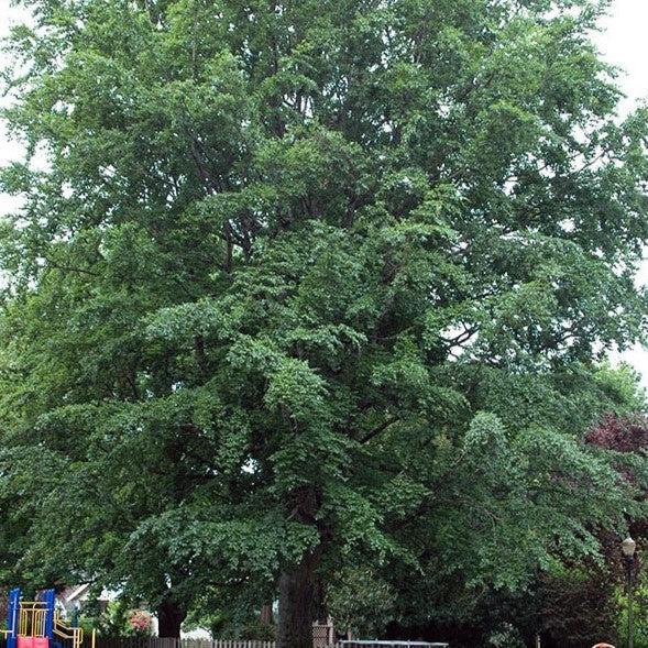 Fagus sylvatica ~ Common Beech