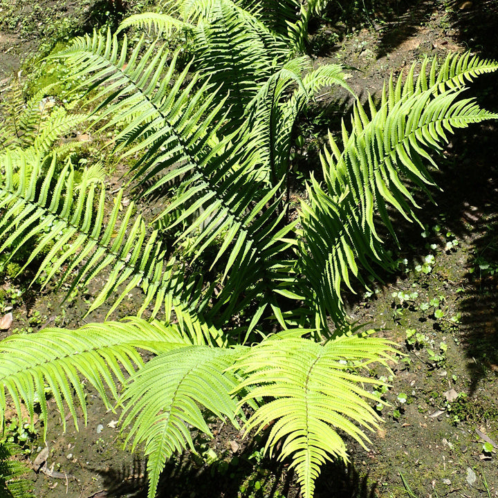 Dryopteris cycadina or D. atrata ~ Shaggy Shield Fern, Black Wood Fern