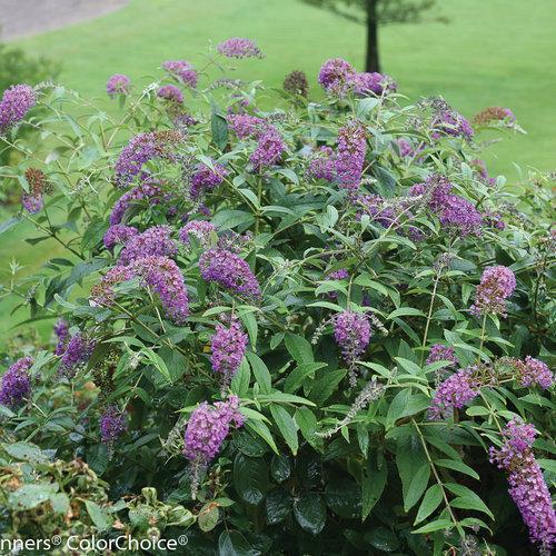 Buddleia 'Purple Haze' ~ Arbusto de mariposa Lo &amp; Behold® Purple Haze