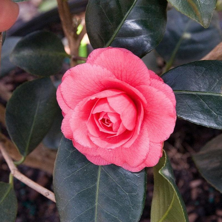 Camellia japonica 'April Kiss' ~ April Kiss Camellia