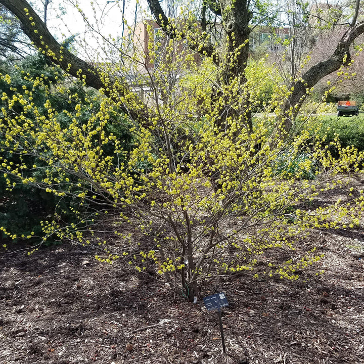 Lindera benzoin ~ Spice Bush