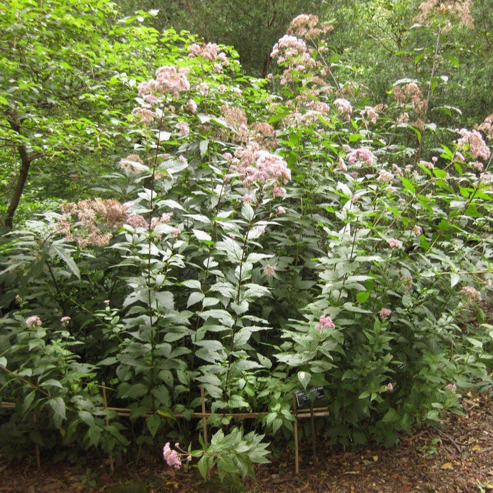 Eutrochium dubium 'Little Joe' ~ Little Joe Coastal Pye Weed