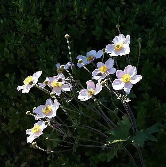 Anemone hupensis 'September Charm' ~ September Charm Anemone