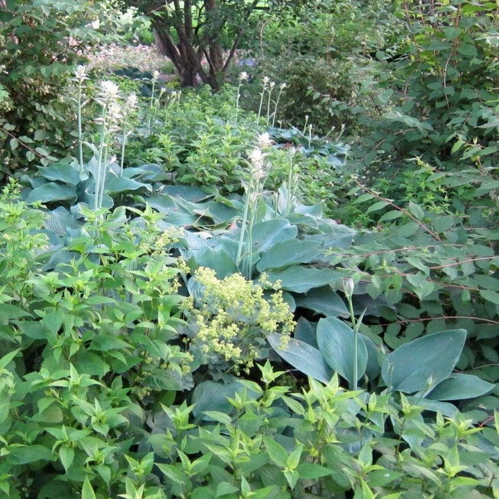 Hosta 'Blue Angel' ~ Blue Angel Hosta