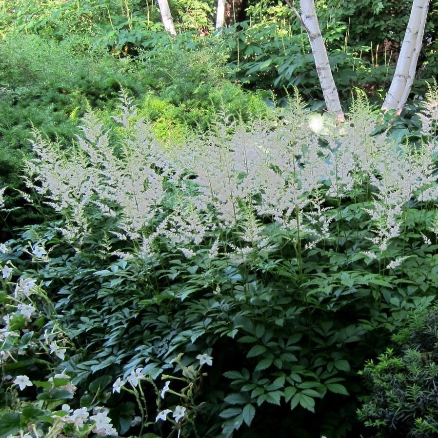 Astilbe 'Snowdrift' ~ Snowdrift Astilbe