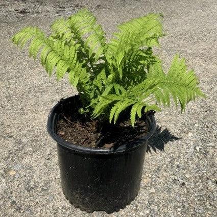 Matteuccia struthiopteris ~ Ostrich Fern