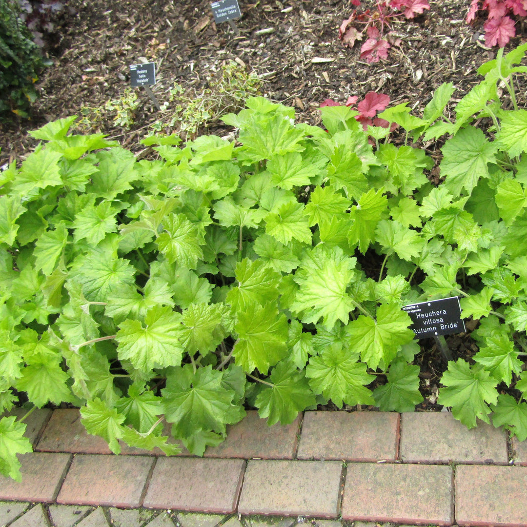 Heuchera villosa 'Autumn Bride' ~ Autumn Bride Coral Bells