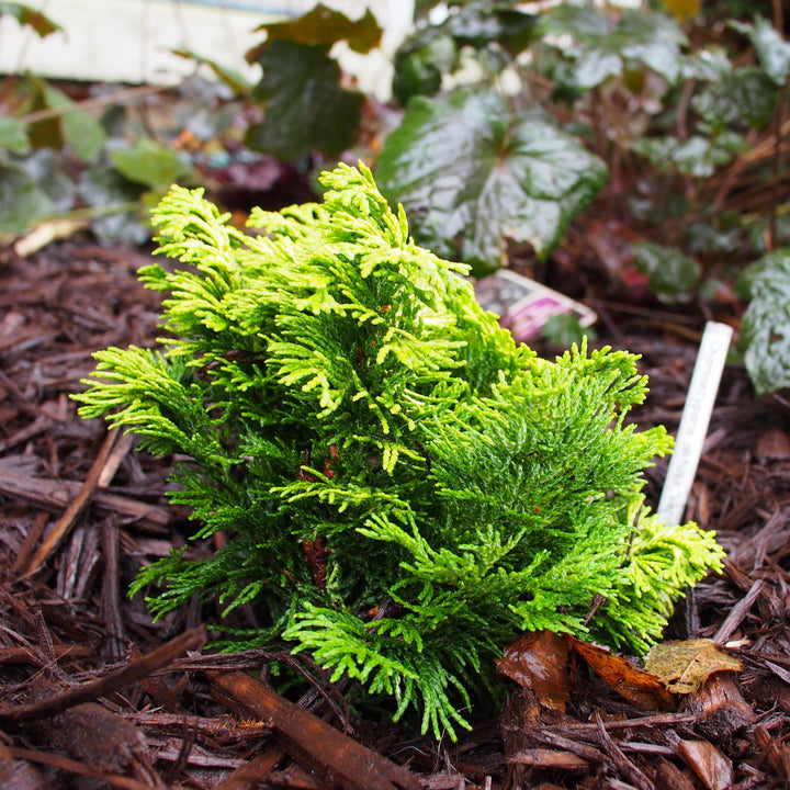 Chamaecyparis obtusa 'Verdonii' ~ Verdonii Hinoki Cypress