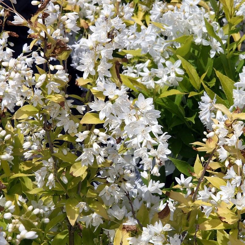 Deutzia gracilis 'Duncan' PP16,098 ~ Chardonnay Pearls® Deutzia