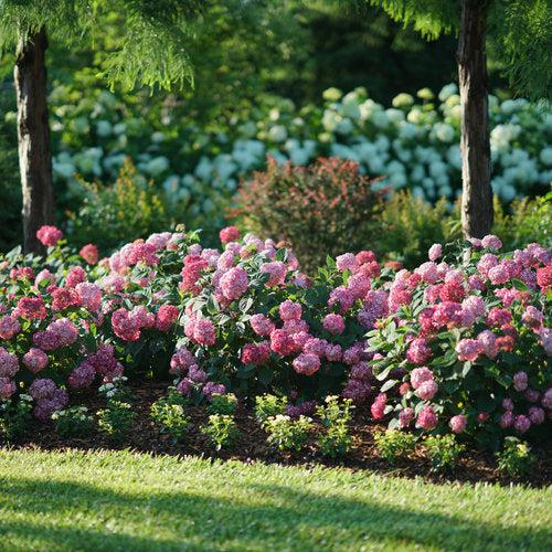 Hydrangea arborescens 'NCHA3' ~ Invincibelle® Ruby Hydrangea