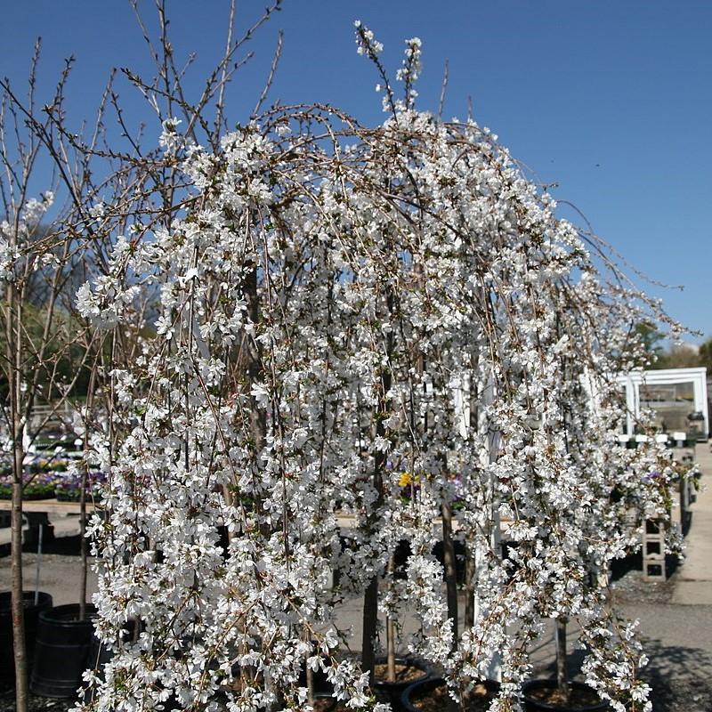 Prunus 'Snofozam' ~ Snow Fountains® Cereza llorona de Higan