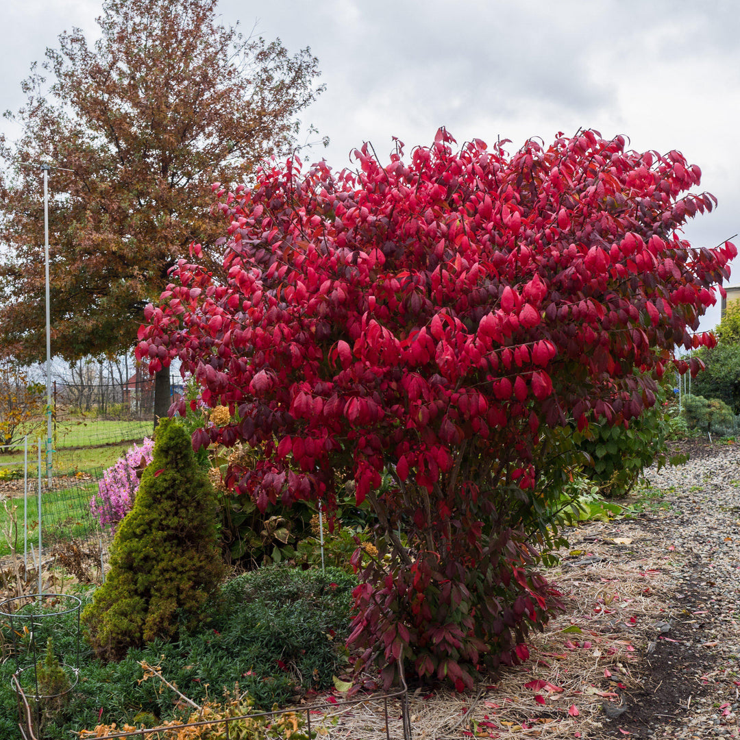 Euonymus alatus 'Compactus' ~ Zarza ardiente enana