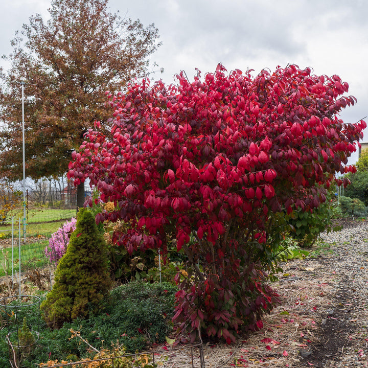 Euonymus alatus 'Compactus' ~ Dwarf Burning Bush