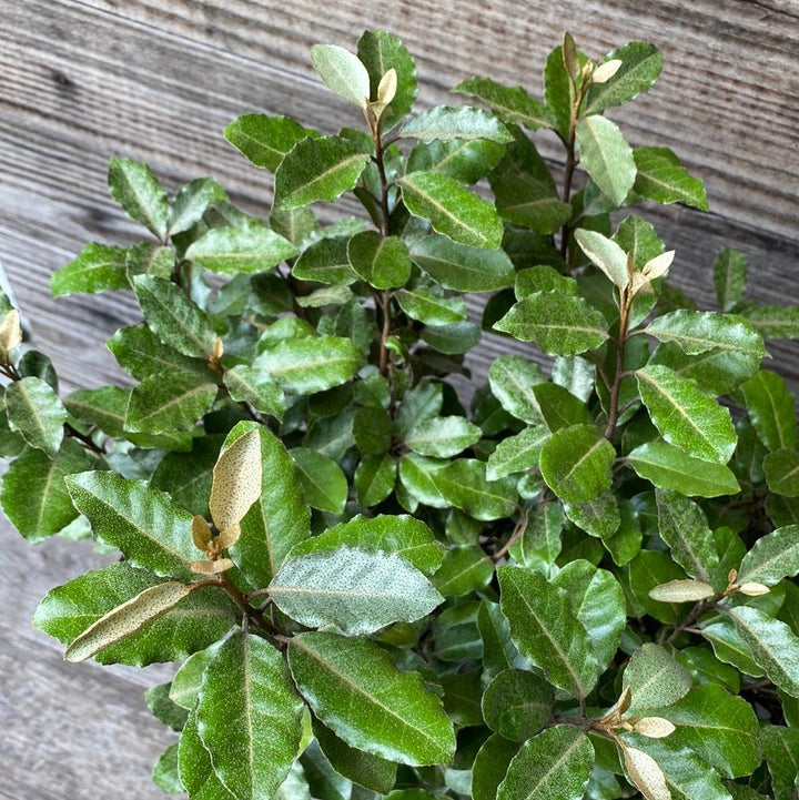 Elaeagnus x ebbingei ~ Silverberry de Ebbinge, Oleaster