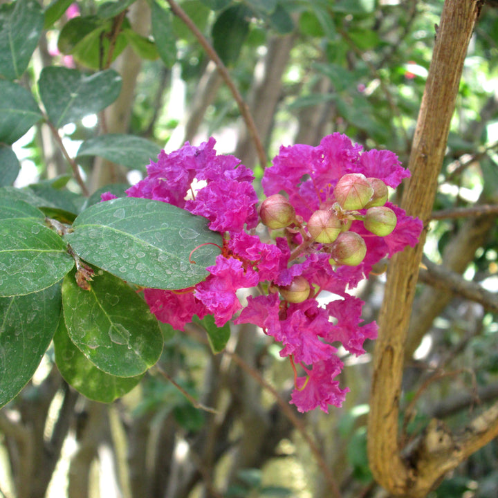 Lagerstroemia indica 'Autaugaville' ~ Autaugaville Crape Myrtle