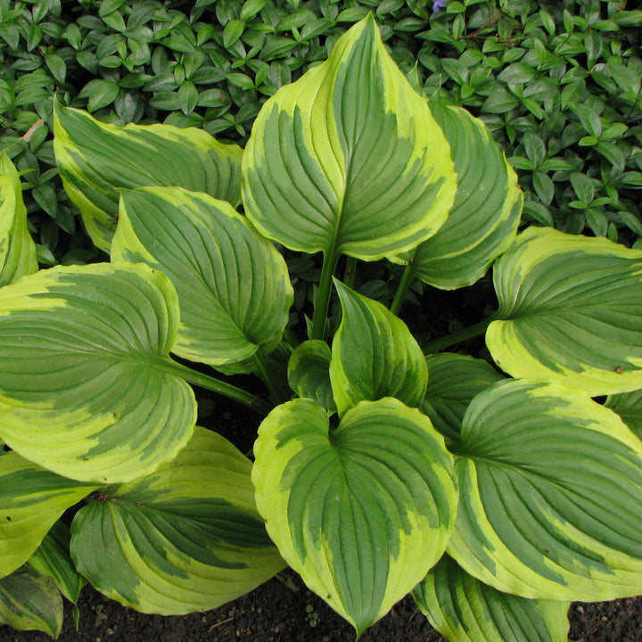 Hosta f. 'Aureomarginata' ~ Aureomarginata Hosta