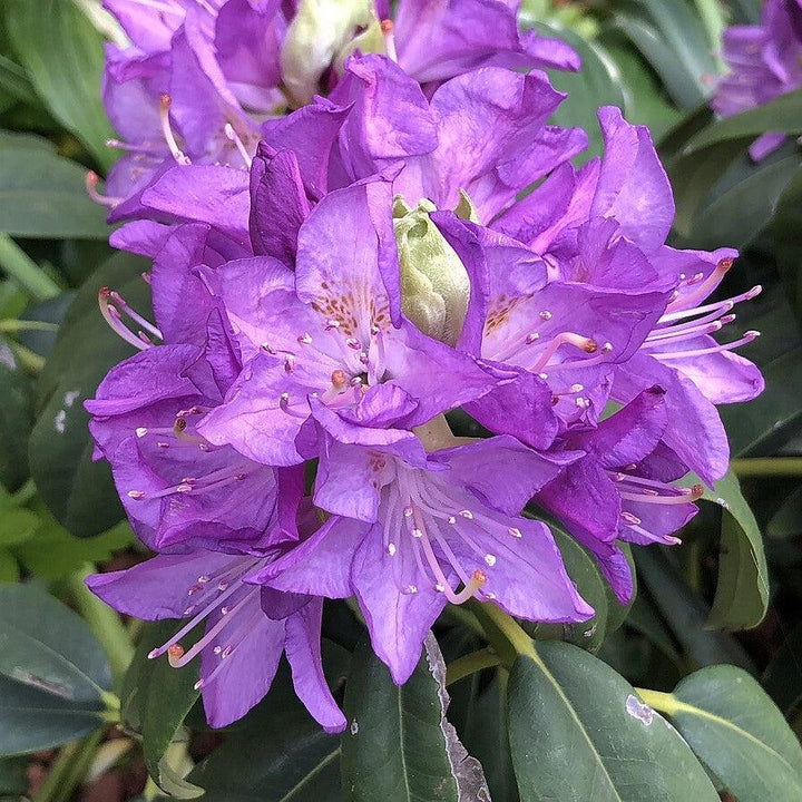 Rhododendron 'Purpureum Elegans' ~ Purpureum Elegans Rhododendron