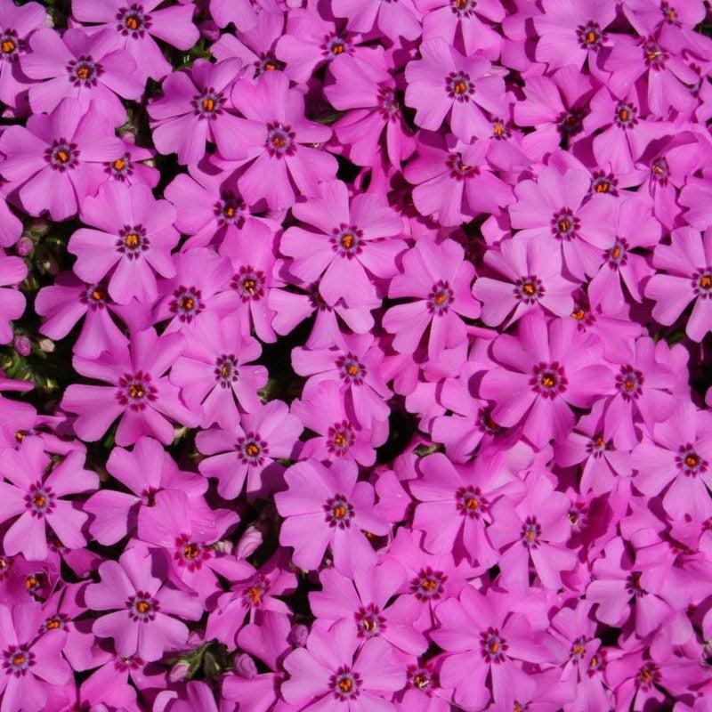 Phlox subulata 'Spring Dark Pink' ~ Spring Dark Pink Creeping Phlox