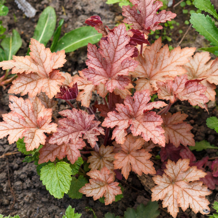 Heuchera 'Carnival Peach Parfait' ~ Carnival Peach Parfait Coral Bells