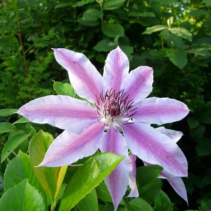 Clematis 'Nelly Moser' ~ Nelly Moser Clematis