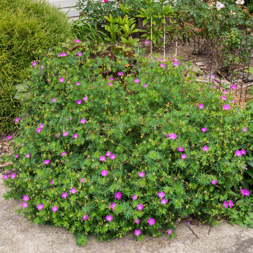 Geranium sanguineum ~ Bloody Cranesbill