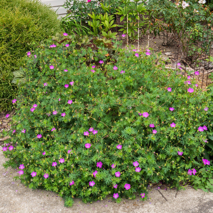 Geranium sanguineum ~ Bloody Cranesbill