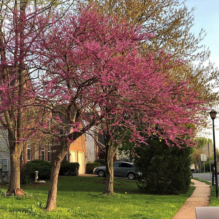 Cercis canadensis 'Pensamiento del bosque' ~ ​​Pensamiento del bosque Redbud oriental