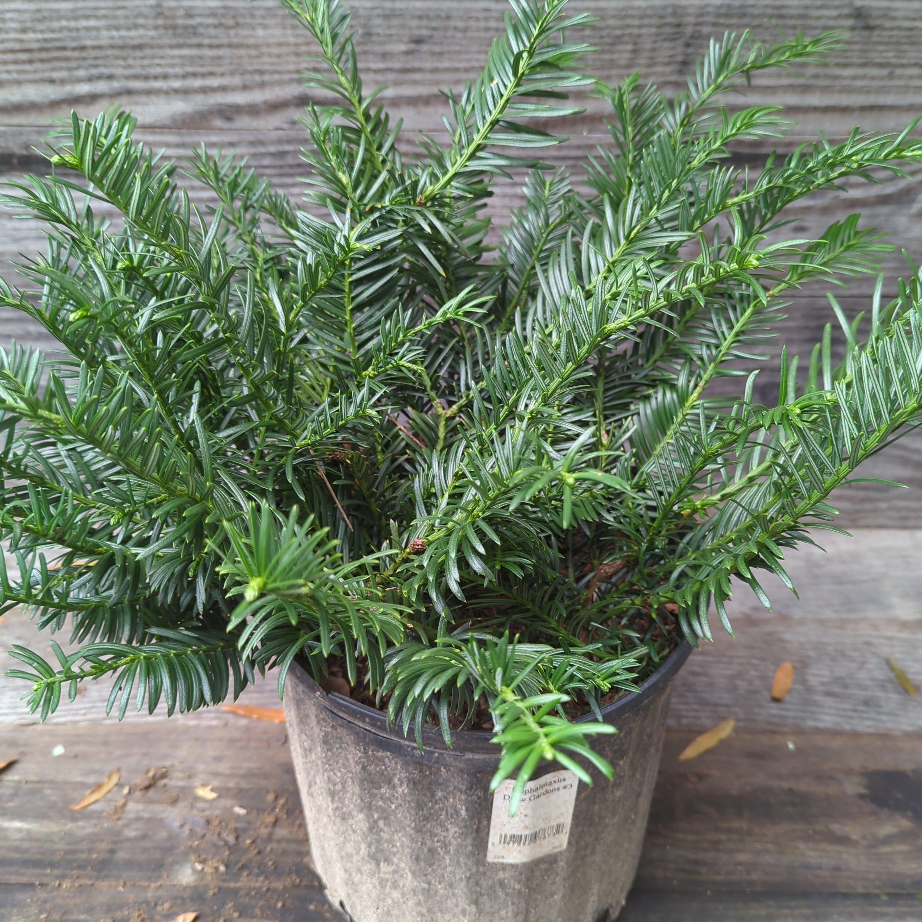 Cephalotaxus harringtonia 'Duke Gardens' ~ Duke Gardens Japanese
