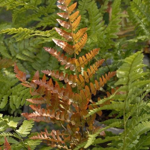 Dryopteris erythrosora 'Brilliance' ~ Brilliance Autumn Fern