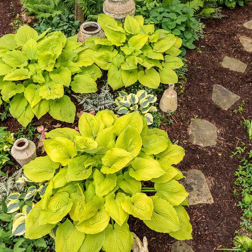 Hosta 'Coast To Coast' PP26,469 ~ PW® Shadowland® Coast To Coast Hosta