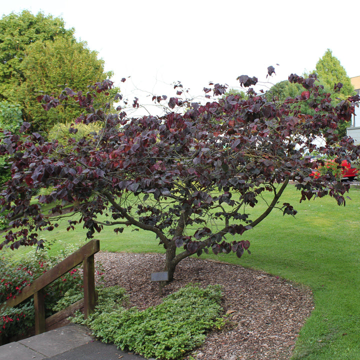 Cercis canadensis 'Pensamiento del bosque' ~ ​​Pensamiento del bosque Redbud oriental