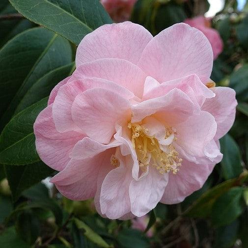 Camellia japonica 'Junior Miss' ~ Junior Miss Camellia