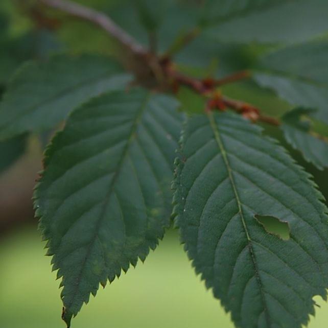 Prunus x incam 'Okame' ~ Okame Flowering Cherry