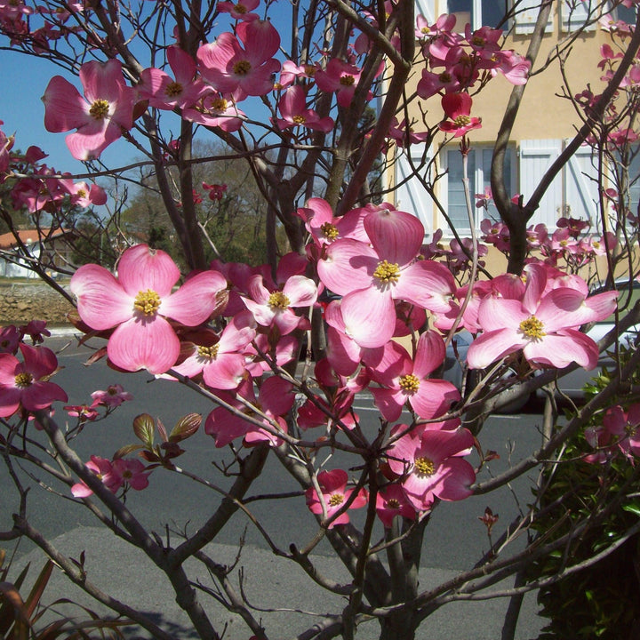 Cornus florida 'Rubra' ~ Cornejo de flores rosadas 