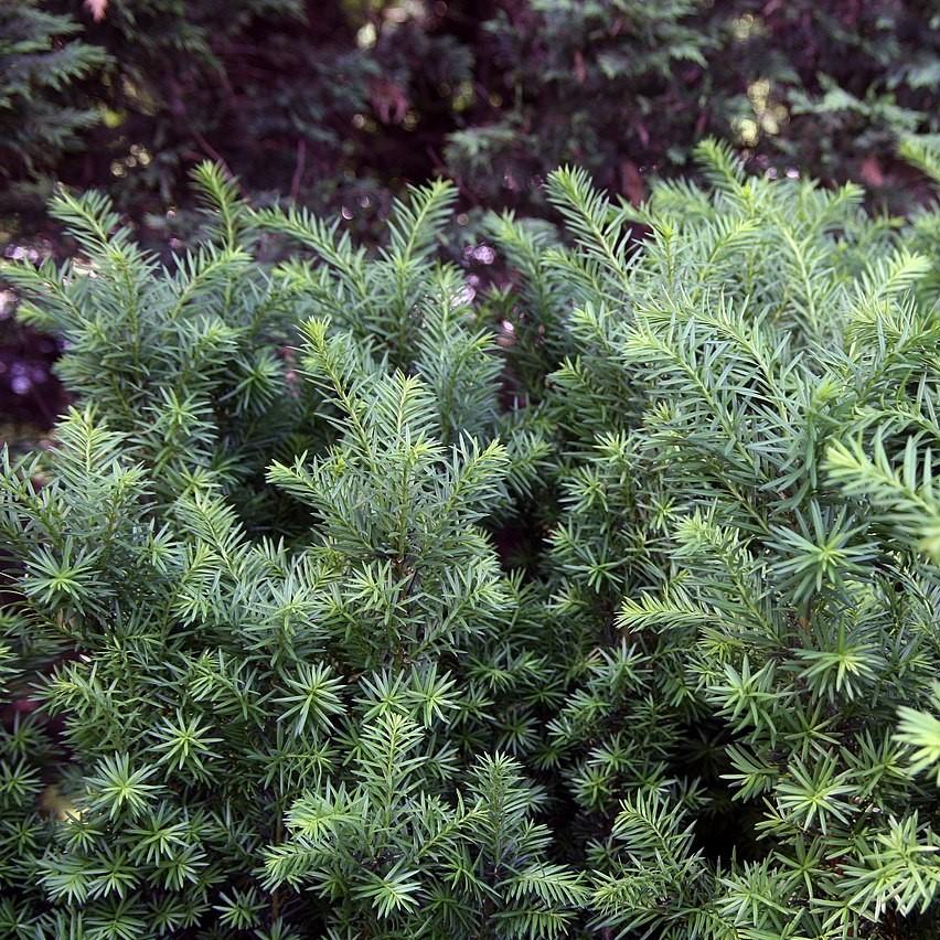 Taxus × media 'Hicksii' ~ Tejo de Hick