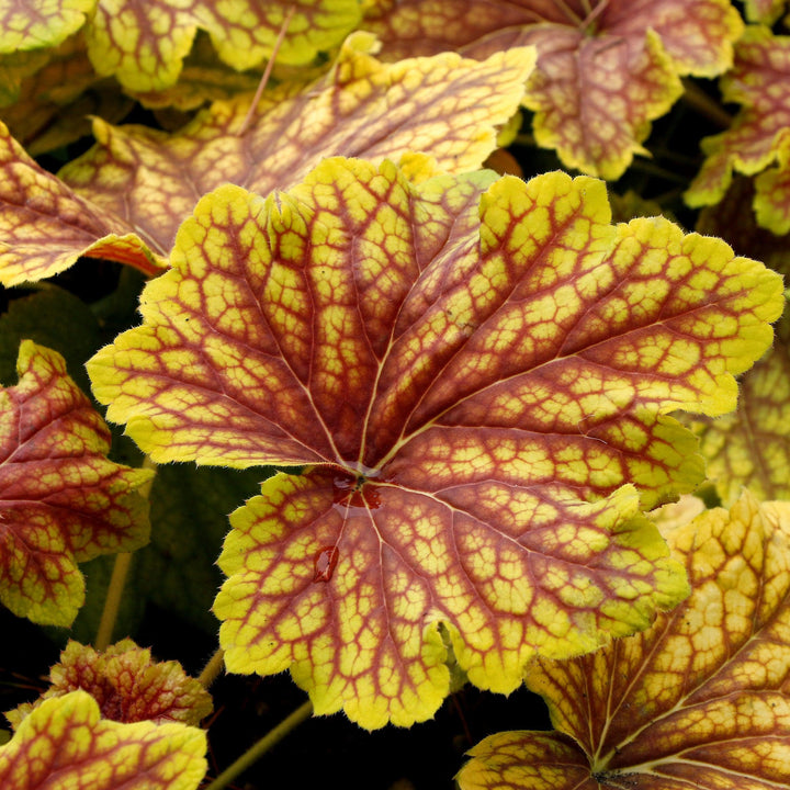 Heuchera 'Red Lightning' ~ Red Lightning Coral Bells