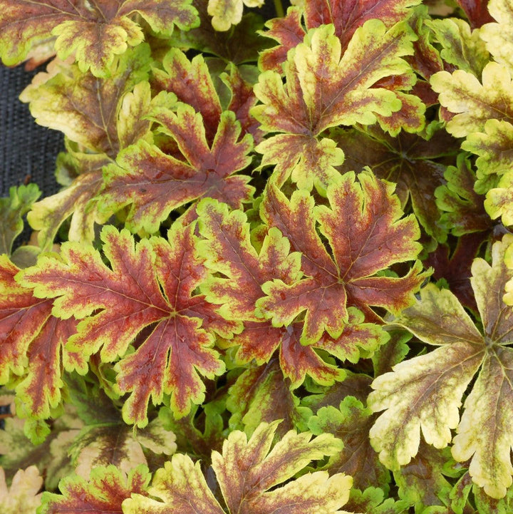 Heucherella 'Gold Zebra' ~ Gold Zebra Foamy Bells