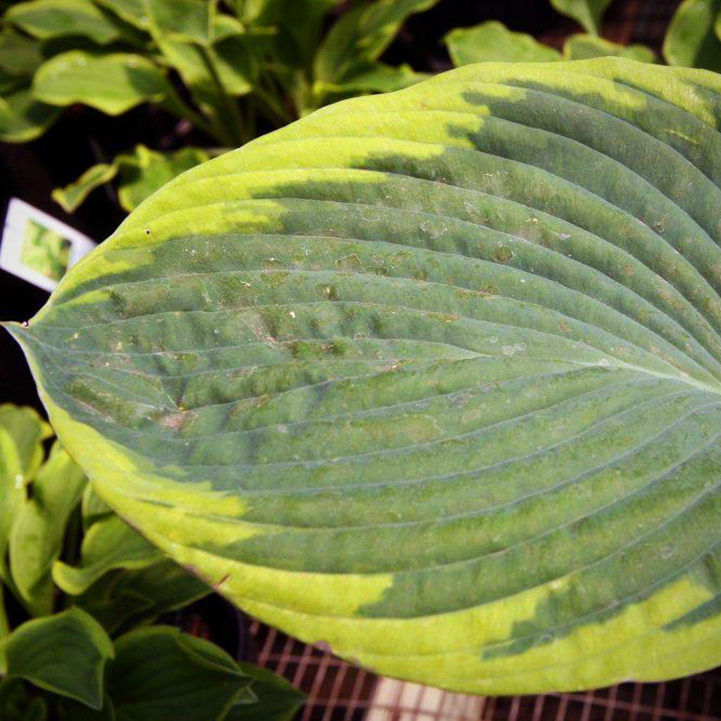 Hosta 'Frances Williams' ~ Frances Williams Hosta