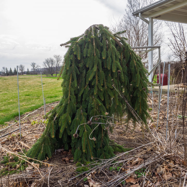 Picea abies 'Pendula' ~ Weeping Norway Spruce