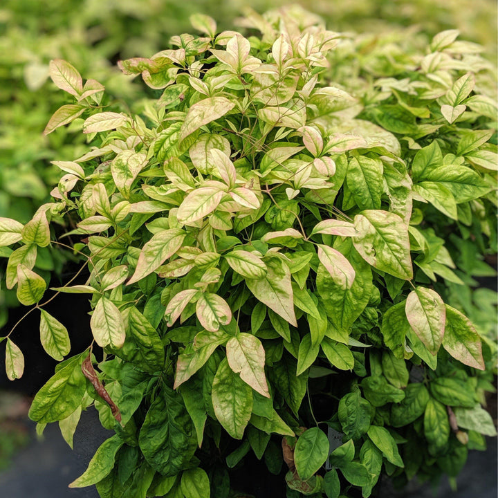 Nandina domestica 'Limón-Lima' ~ Bambú celestial de lima-limón