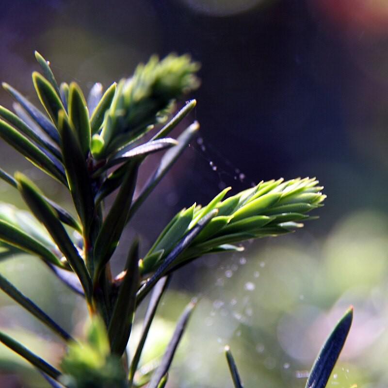 Taxus cuspidata 'Capitata' ~ Capitata Japanese Yew