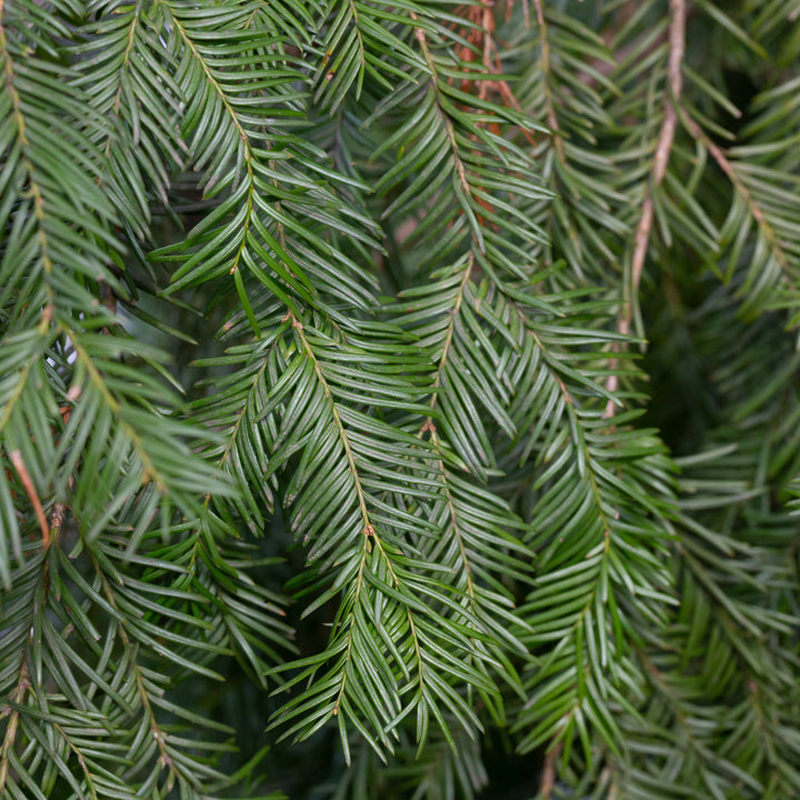 Cephalotaxus harringtonia 'Fritz Huber' ~ Fritz Huber Japanese Plum Yew