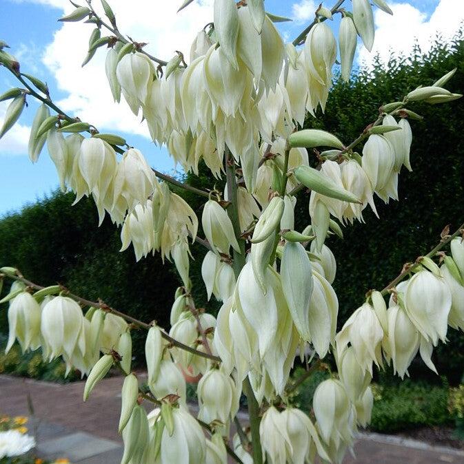 Yucca 'Silver Anniversary' PP31437 ~ Silver Anniversary Yucca