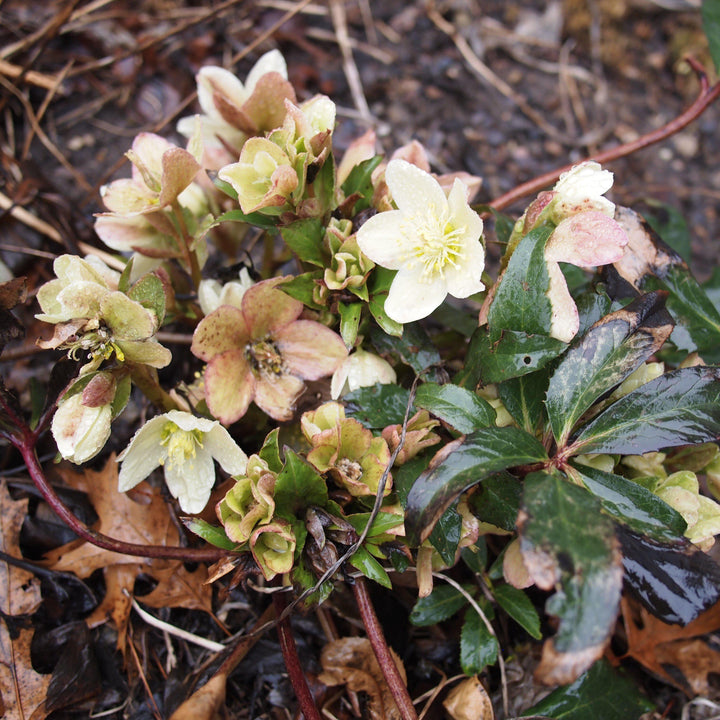 Helleborus x ericsmithii 'COSEH 730' ~ HGC® Champion Lenten Rose