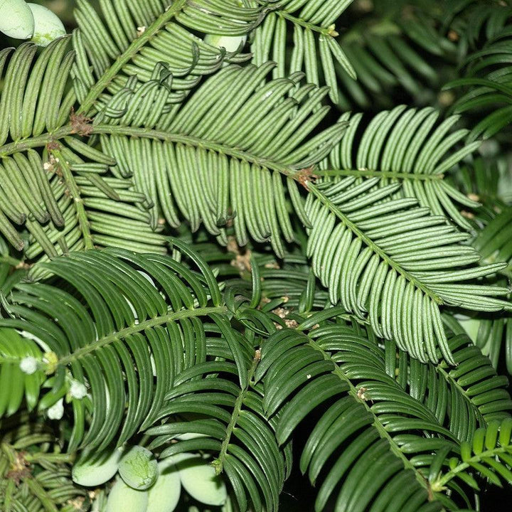 Cephalotaxus harringtonia var. drupacea ~ Drupacea Japanese Plum Yew