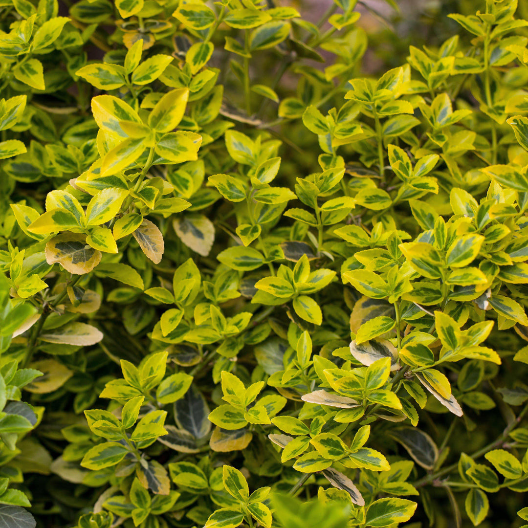 Buxus microphylla 'Peergold' ~ Boj sueño dorado