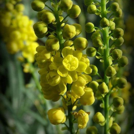 Mahonia confusa 'Narihira' ~ Narihira Mahonia