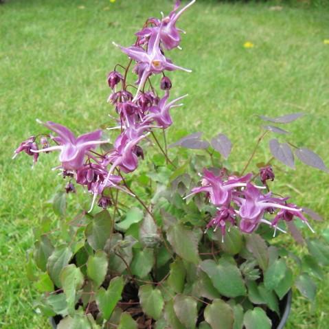 Epimedium grandiflorum 'Lilafee' ~ Lilafee Bishop's Hat